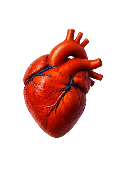Heart